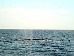 DSC00335.jpg